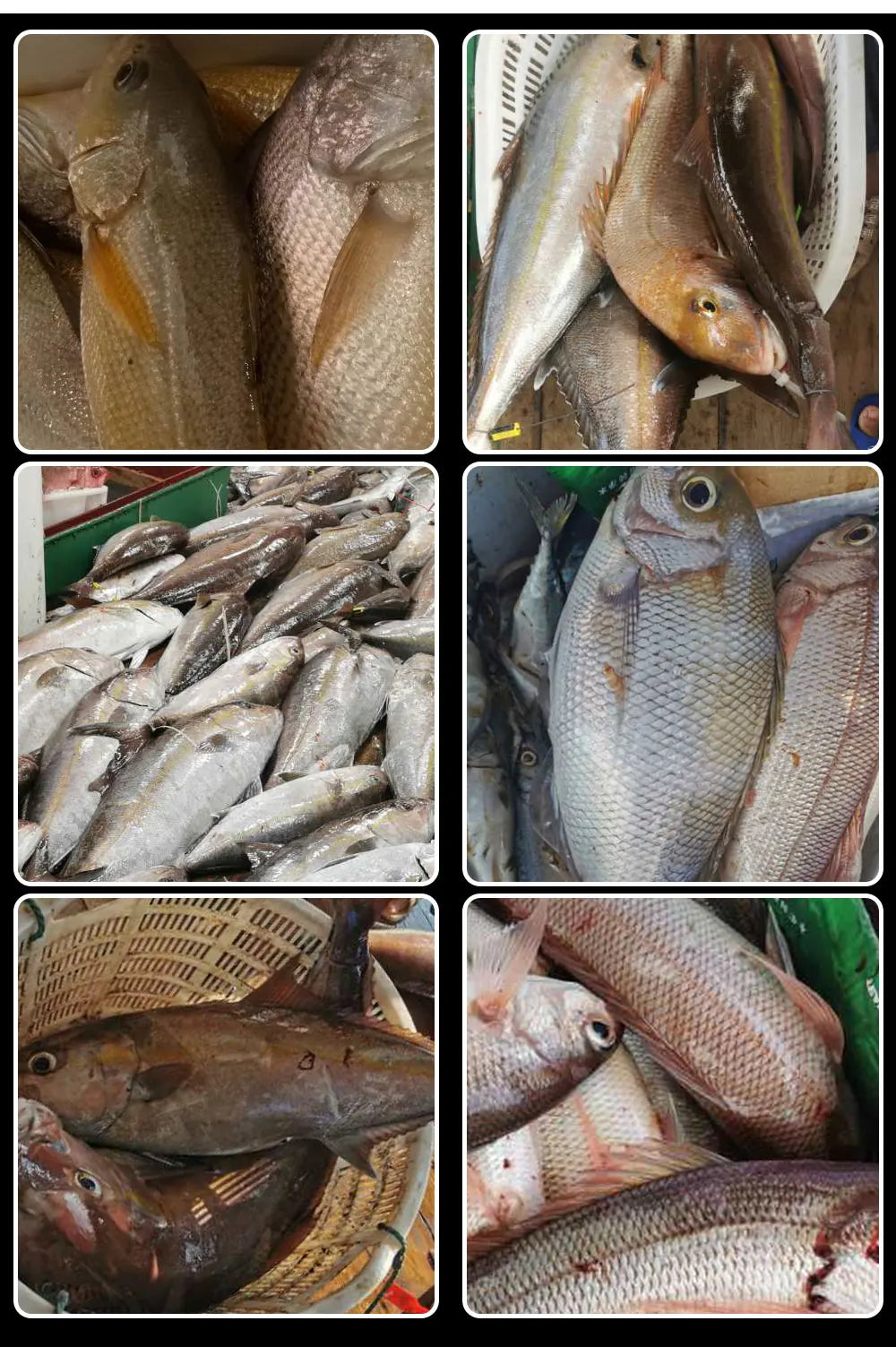 FISH KING Fishing Line Nylon Line Super Strong 300m/500m 4.13-34.32LB Monofilament Line Japan Material Fishline for Carp fishing